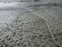 Footprints in the mud flats